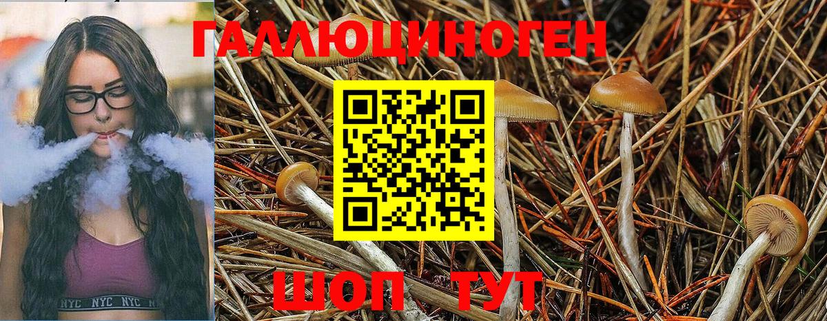Урус-Мартан  Псилоцибиновые грибы Magic Shrooms  Вход с VPN 